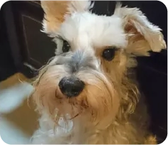 Maggie