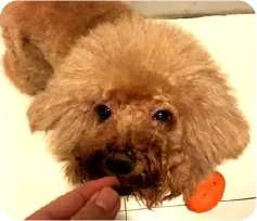 妹將