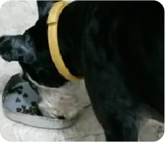 牛牛